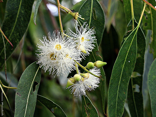 Eucalyptus Grandis - Vista principal